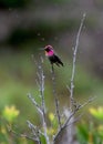Annas hummingbird perched on a branchat McWay falls California Royalty Free Stock Photo